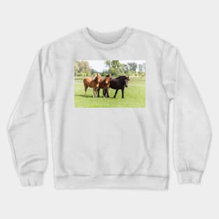 Three horses on pasture looking at camera Crewneck Sweatshirt